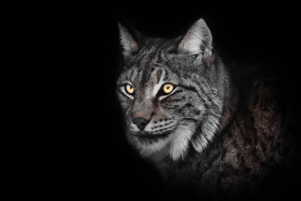 Dangerous Look Lynx Glowing Eyes Night Muzzle Close Portrait Black — Stock Photo, Image