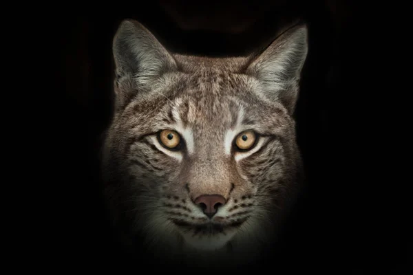 Portrait Wild Cat Lynx Full Face Close Black Background — Stock Photo, Image