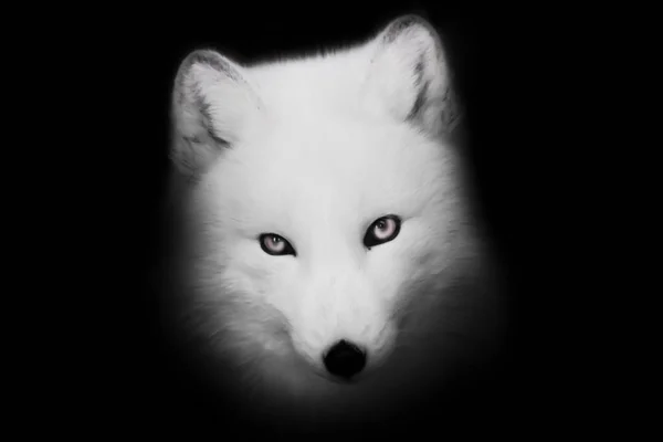 Polar Fox Muzzle Orange Eyes White Fur Isolated White Background — Stock Photo, Image