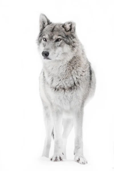 She Wolf Vigorous White Background Close Powerful Body — Stock Photo, Image