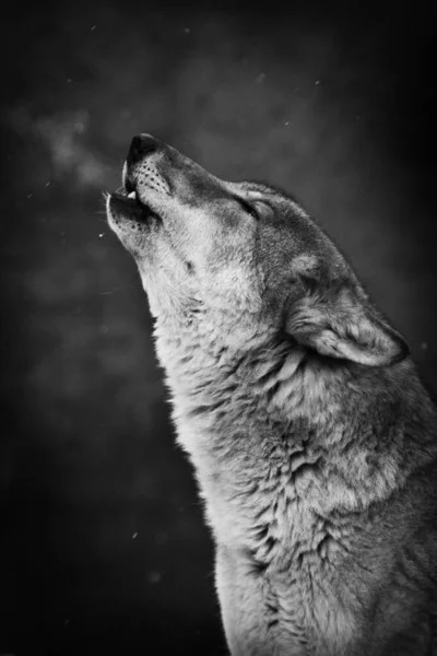 Wolf Howling Muzzle Profile Close Dark Background Night Forest Snowfall — Stock Photo, Image