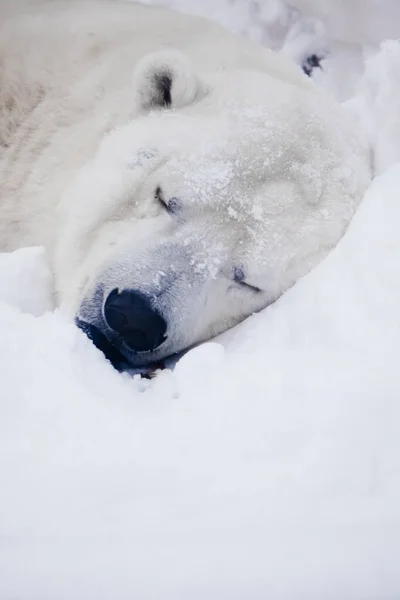 Sono Urso Polar Cabeça Urso Polar Adormecido Gelo Neve — Fotografia de Stock