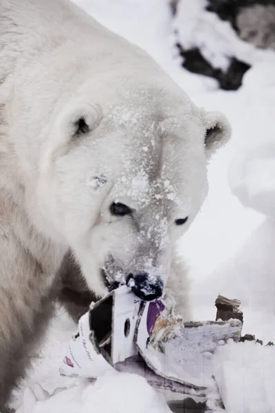 Urso Polar Segura Lixo Seus Dentes Símbolo Poluição Humana Árctico — Fotografia de Stock