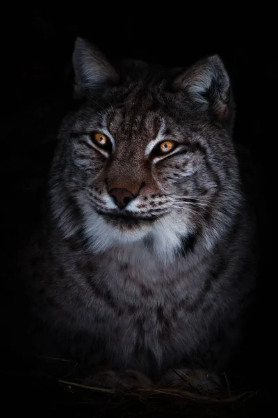 満足美しい大きな猫のLynxは暗闇からオレンジ色の目であなたを見て — ストック写真