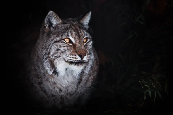 Ein Stolzer Sitzender Luchs Mit Orangefarbenen Augen Auf Dunklem Gras — Stockfoto