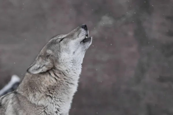 Lobo Uiva Hálito Quente Besta Forma Vapor Cabeça Close — Fotografia de Stock