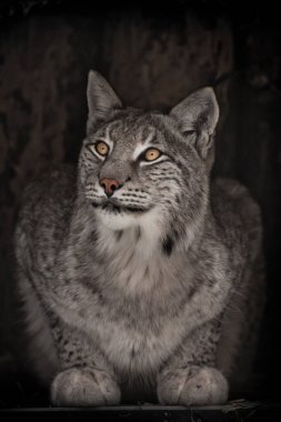 Bu güzel vaşağın üzerinde ne var, karanlığa berrak gözlerle bakan?