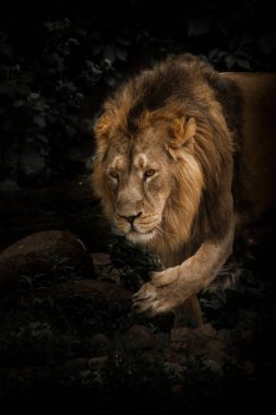 Güçlü bir aslan yeşil ormanda yürüyor, pençelerini ileri uzat.