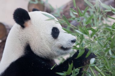 Tatmin olmuş iyi huylu panda ve bambu yaprakları, profilde namlu büyük.