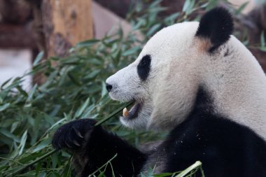 Dev panda dişleriyle bambu kafa portresi yiyor.