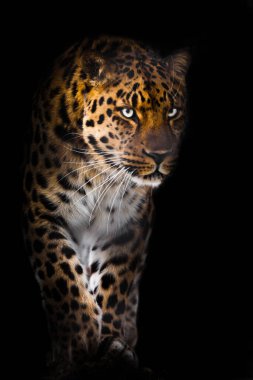 Mavimsi yeşil parlayan gözleri olan leopar aniden gecenin karanlığından çıkar, bacaklı portre, siyah arkaplan