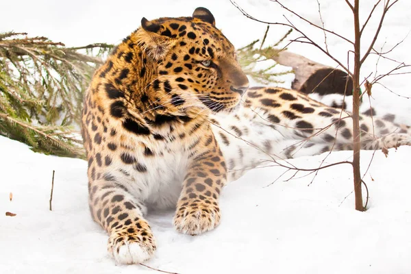 Leopardo Del Lejano Oriente Yace Nieve Girando Poderoso Hocico Animal —  Fotos de Stock