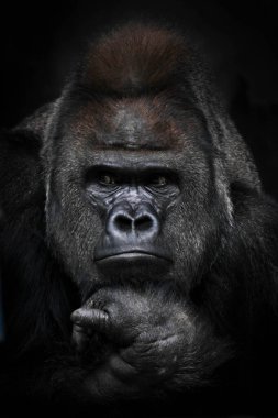 Güçlü erkek goril şüpheli bir şekilde yan tarafa bakıyor, yumruğunu yüzüne doğrultuyor.