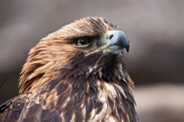 Altın kartalın kancalı gagası ve keskin bakışları dikkatle yukarı bakıyor, altın kartalın başı