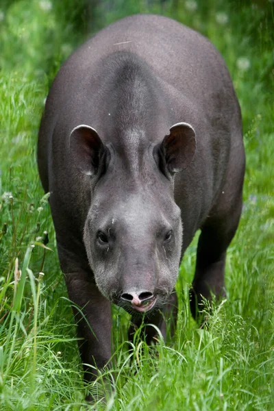 Tapir Pada Latar Belakang Hijau Berjalan Lurus Binatang Amerika Selatan — Stok Foto