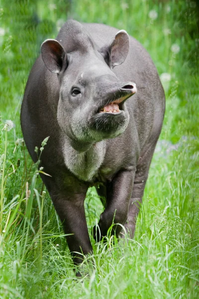 Cool Long Nose Snout Tapir Sideways Bright Green Grass All — Stock Photo, Image