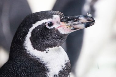 Kafası Galapagos pengueninin profilinde, şirin görünüyor, pembe ağızlık siyah kuyruklu palto.