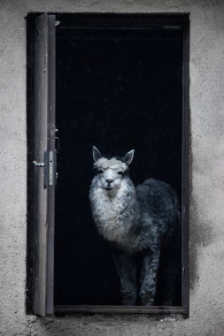Alpaka evin açık kapısından dışarı bakar karanlıktan, lama deliğe bakar.