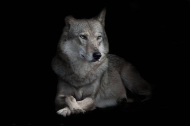 Katı dişi kurt karanlıkta bacak bacak üstüne atmış, izole edilmiş siyah arka plan.