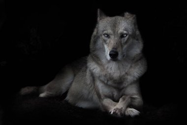 Kendine güveni tam bir dişi kurdun dikkatli bakışları. Yüzü dümdüz, siyah arka plana yaslanmış.
