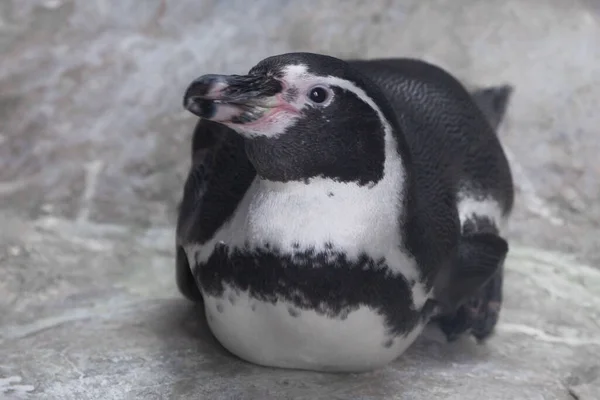Galapagos Pinguin Sitzt Auf Dem Boden Sieht Niedlich Aus Rosa — Stockfoto