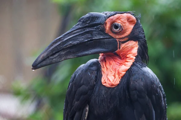 Bird Southern Ground Hornbill Raven Long Beak Black Definition Red — Stock Photo, Image