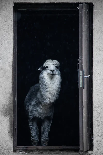 Alpaca Bonito Espreita Para Fora Porta Casa Recebê Casa — Fotografia de Stock