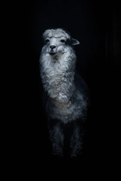 Zıplayan Kabarık Yünlü Lama Alpaka Siyah Arka Planda Aydınlık Lama — Stok fotoğraf