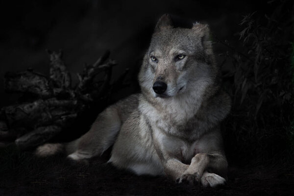 Calm confidence of a lying imposing she-wolf against the background of a night forest (bushes are barely visible in the darkness), forest dusk