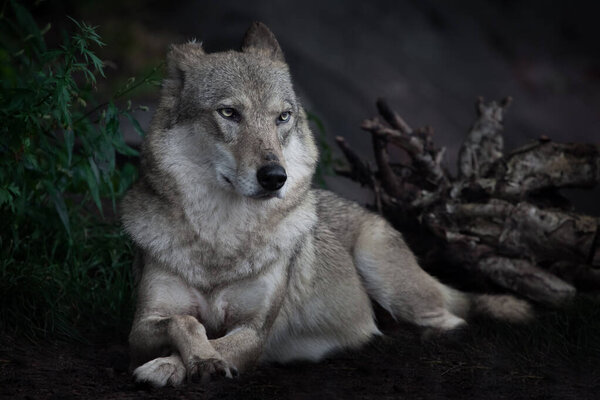 The calm confidence of a she-wolf sitting regally on the ground in the dark against the background of grass and driftwood,
