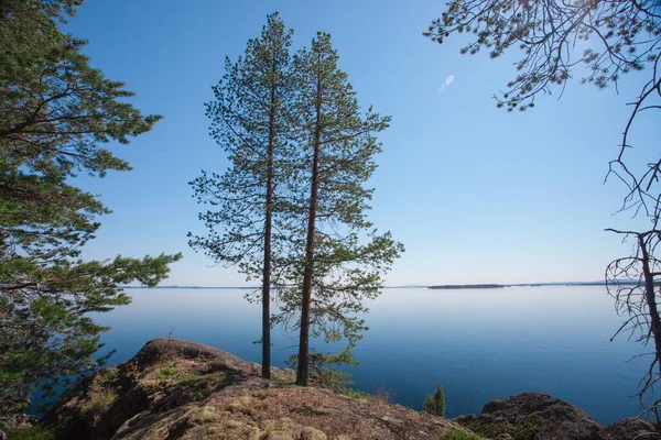 Twee Kerstbomen Een Steen Een Achtergrond Van Blauw Water Scandinavië — Stockfoto