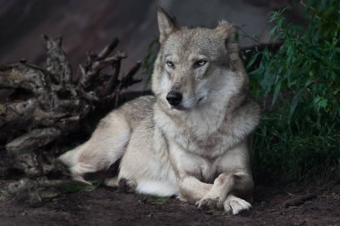 Özenli bakışlı kurt yazın zemininde yatıyor. Ormanın içinde yarı dönüşmüş vaziyette.