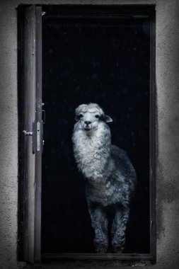 Alpaka evin kapısından sana hoş geldin demek için bakıyor.