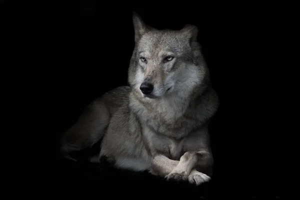 Wolf Zit Gekruiste Benen Nacht Duisternis Geïsoleerde Zwarte Achtergrond — Stockfoto