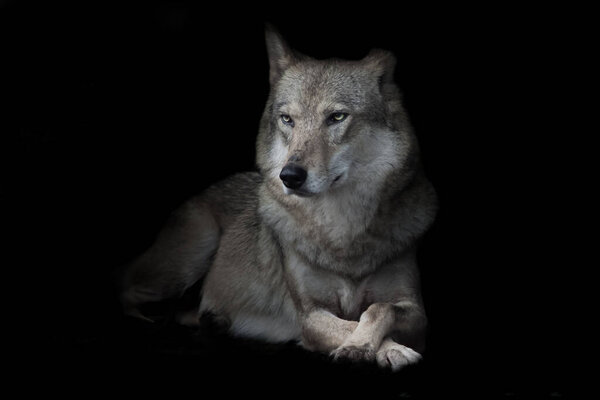 Wolf sitting cross legged in night darkness, isolated black background