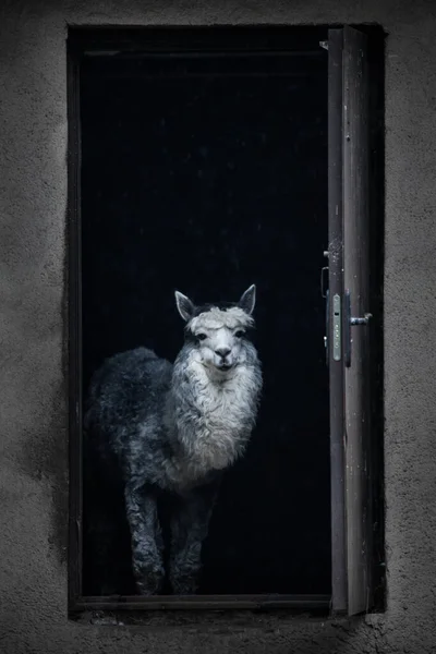 Alpaca Olha Para Fora Porta Aberta Casa Partir Escuridão Lama — Fotografia de Stock