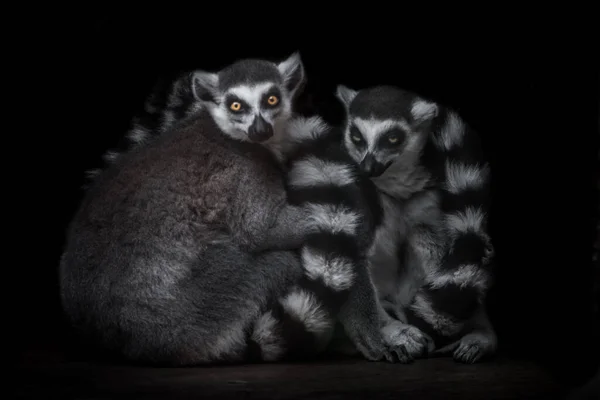 Two ring tailed lemurs hug and look at you from the darkness, male and female