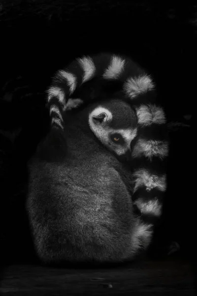 Modest Little Unhappy Ring Tailed Lemur Disgusted Night Darkness Hides — Stock Photo, Image