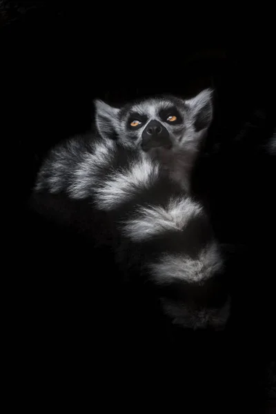 Enthusiastically Dreamy Ring Tailed Lemur Its Bushy Tail Night Darkness — Stock fotografie