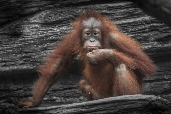 Сумний Рудий Підліток Орангутанг Дивиться Прямо Руки Ноги Пишне Пальто — стокове фото