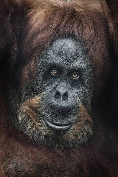 Rostro Amigable Abierto Retrato Femenino Orangután Marco Completo Cabello Rojo —  Fotos de Stock