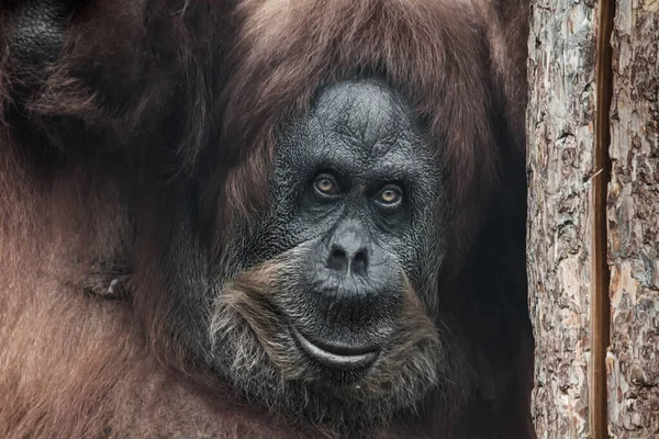 Cabeça Uma Fêmea Orangotango Inclinado Contra Tronco Seco Sorriso Irônico — Fotografia de Stock