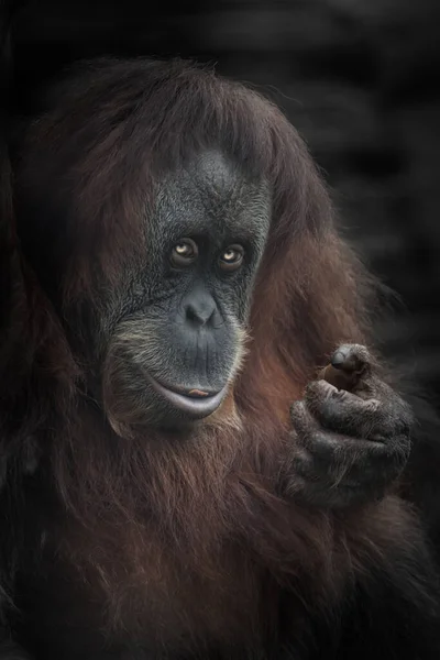 Der Verschmitzte Einladende Blick Eines Orang Utans Der Sich Einem — Stockfoto