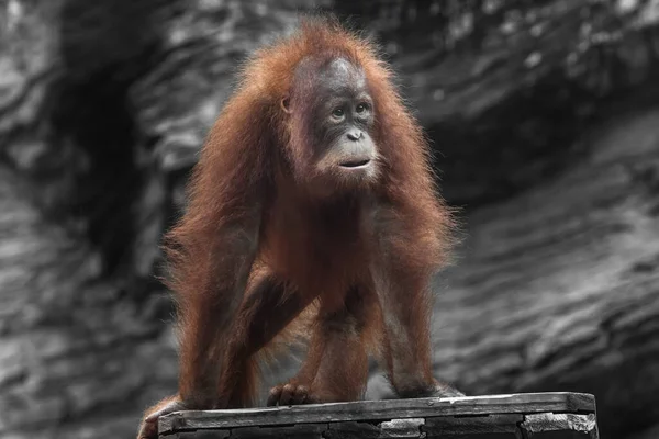 Zaskoczony Młody Orangutan Patrząc Bujną Czerwone Włosy Czterech Nogach Zdjęcie — Zdjęcie stockowe