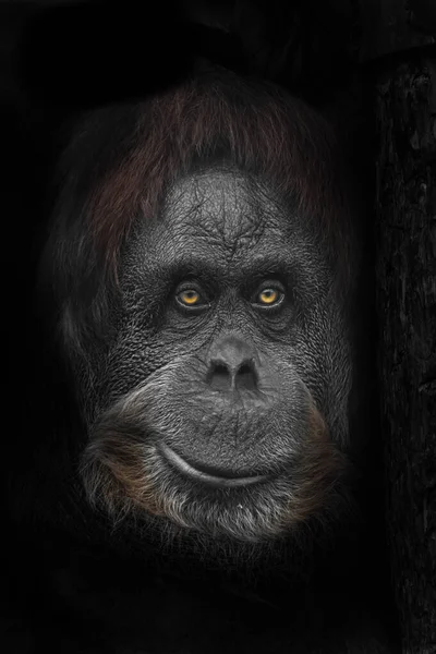 Іронічні Напівсмішні Жовті Очі Велике Обличчя Спокійне Розумне Обличчя Орангутанга — стокове фото