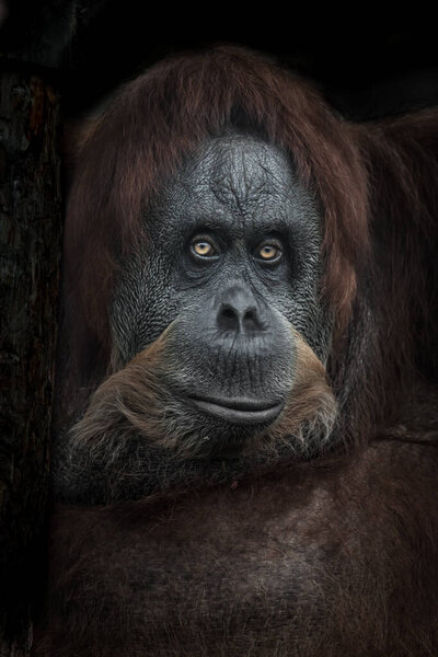 Мудрость и жизненный опыт выражает портрет женского орангутанга, умные глаза и рыжие волосы, буддийское спокойствие, черный фон