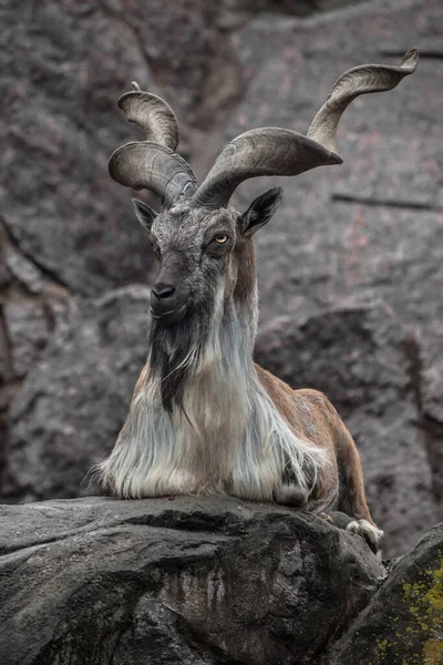 Markhor Cabra Senta Fundo Uma Rocha Longos Chifres Torcidos Animais — Fotografia de Stock