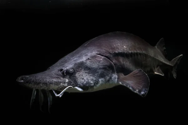 Pływa Pierwotnej Ciemności Jesiotr Beluga Ryby Odizolowane Czarne Tło — Zdjęcie stockowe