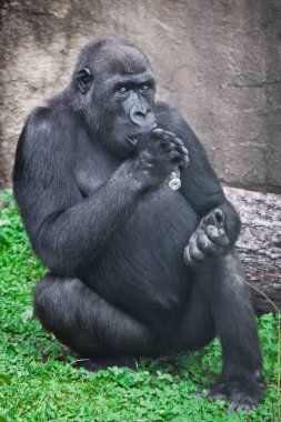 Afrika 'nın plastik kirliliğinin sembolü olarak plastik şişeli goril