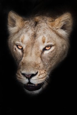 Dişi aslanın kafası tepeden tırnağa izole. Yakından bakınca, siyah arka plan sana bakıyor.